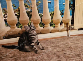 Adorable British Shorthair Kittens TICA registered