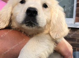 Ready now Golden Retriever pups