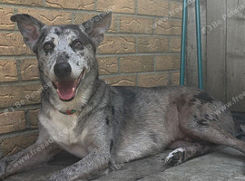 5yr old Lurcher cross for rehoming