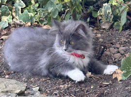 Stunning Maine coon cross Ragdoll