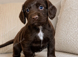 Working Cocker spaniel puppy&rsquo;s