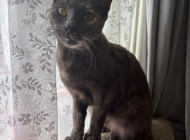 Female calico cat