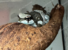 Amazon milk frog with set up