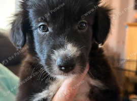 Bearded collie cross border collie pups