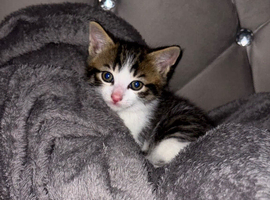 White and tabby male kitten