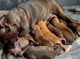 7 beautiful puppies looking for the new forever homes