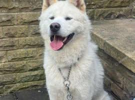 Japanese Akita
