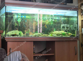 Large 5ft established aquarium