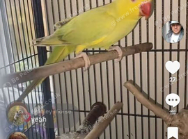Yellow palid hen