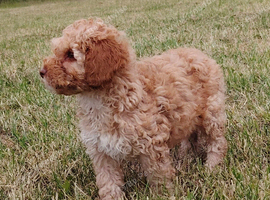 Rare double curly coat sprockerpoo puppies