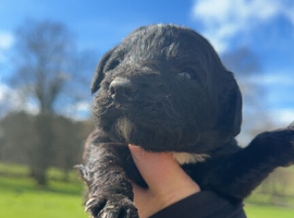 Sprocker puppies ready now