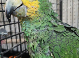 Hand Reared Baby Amazon Parrots