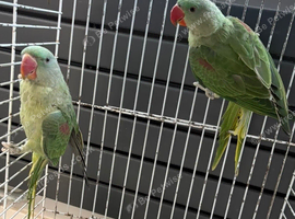 SEMI TAME AND TALKING BABY ALEXANDRINE PARROTS