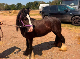 Super cute mini cob