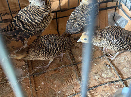 Lady Amherst's pheasant Chick&rsquo;s