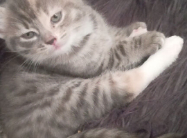Kittens