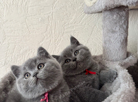 GCCF Active Registered Britsh Shorthair kittens