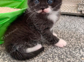 Beautiful black & white kittens