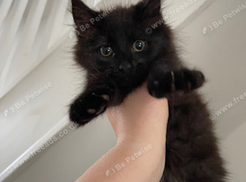 Tabby & Long Haired Kittens