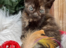 FLUFFY TORTIE FEMALE KITTENS 2 LEFT
