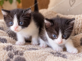Last 2 Girl Kittens Black And White