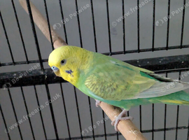 Male budgie