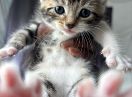 Playful Tabby Kitten Looking for a Loving Hom