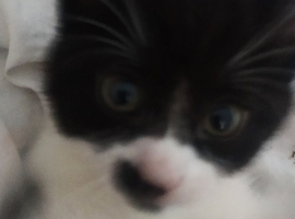 kittens for sale