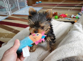 Yorkshire terrier girl puppy