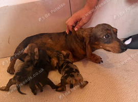 Miniature Dachshund