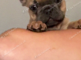 Female French bulldog