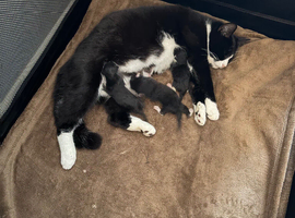 2 kittens for sale to loving home