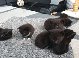 7 black British shorthairX for sale