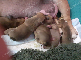 English Bulldog puppys