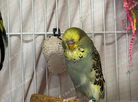 French moult budgies