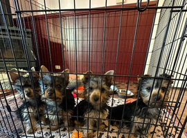 Yorkshire terrier puppies