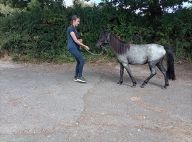 Dartmoor Hill Pony 2 year old Gelding