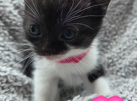 Beautiful persian x kittens
