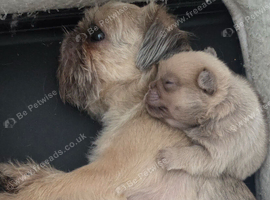 Shih tzu x pom