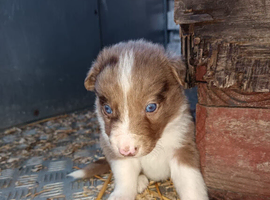 Last 1 ready soon border collie puppies