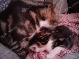 3 beautiful kittens
