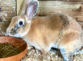 Gorgeous mini Rex Buck (Boy)