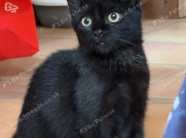 A cute kitten is looking for a home