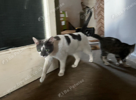 Part bengal