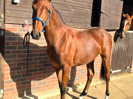Very well bred yearling to mature around 16.1/2hh
