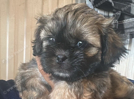 1 girl shihpoo
