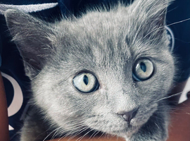 10 week old male kitten, Ragdoll x Bengal