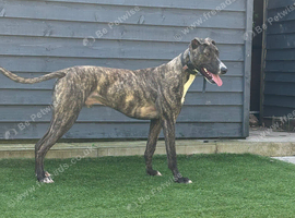 Lircher dog 18mts old