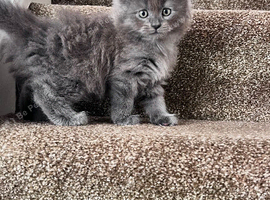 BSH kittens