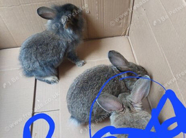 2 baby boys left